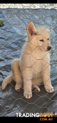 White German Shepherd Puppies -Straight Back, Excellent Temperament (Healthy and...