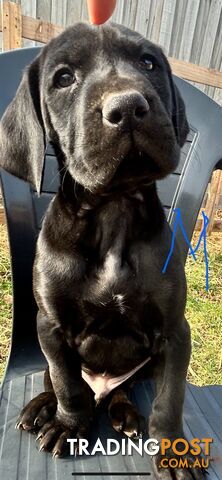 German Shorthaired Pointer x Great Dane