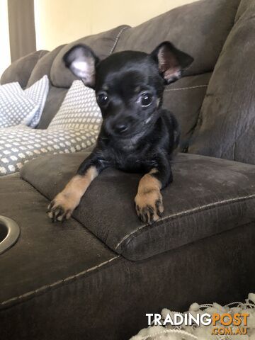 Purebred Chihuahua for sale