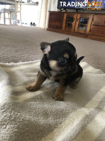 Purebred chihuahua