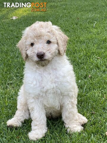 Labradoodle