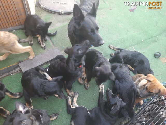 Puppies! German x Belgian Shepherd Puppies! 🏡🐾🧡🐕‍🦺🧡