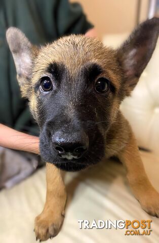 German x Belgian Shepherd Puppies! 🏡🐾🧡🐕‍🦺🧡