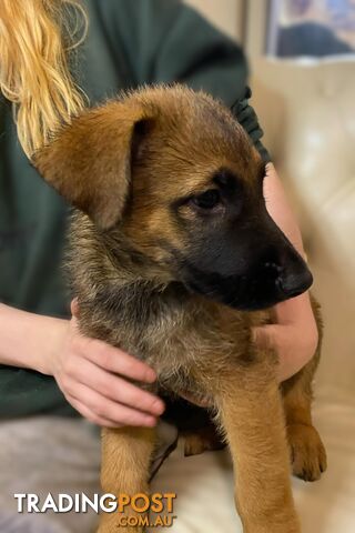 German x Belgian Shepherd Puppies! 🏡🐾🧡🐕‍🦺🧡