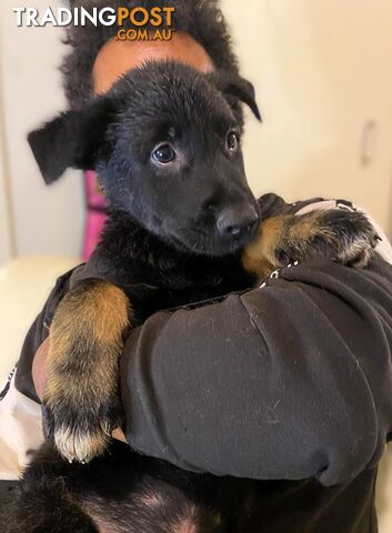 German x Belgian Shepherd Puppies! 🏡🐾🧡🐕‍🦺🧡