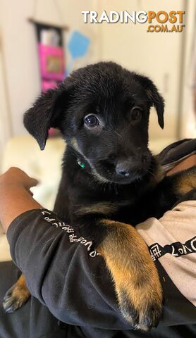 German x Belgian Shepherd Puppies! 🏡🐾🧡🐕‍🦺🧡