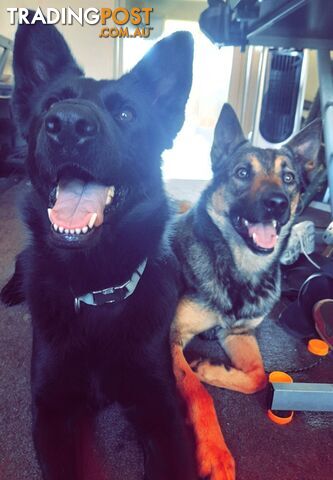 German x Belgian Shepherd Puppies! 🏡🐾🧡🐕‍🦺🧡