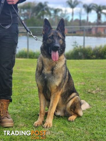 Guard Dogs FOR SALE - photo 4 of 6