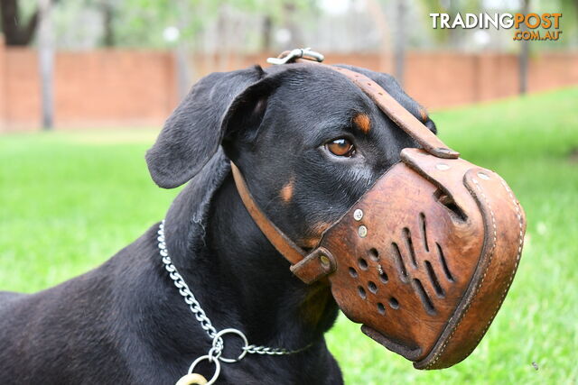Guard Dogs FOR SALE - photo 5 of 6