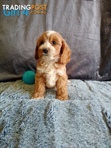 Cavoodle pups