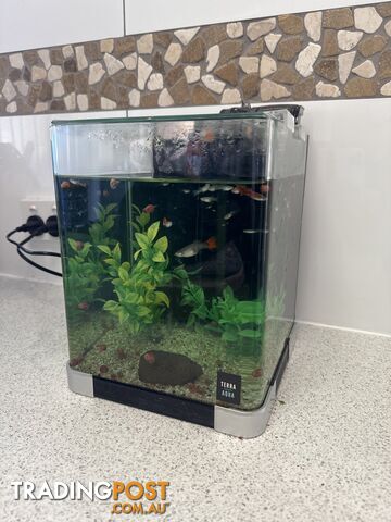 Guppies includes tank and accessories