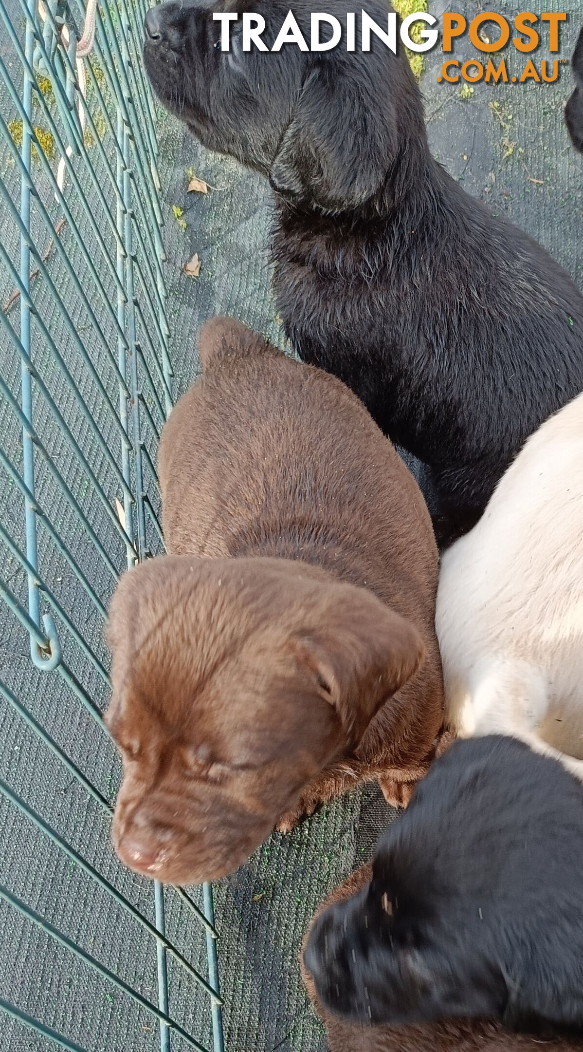 Purebred Labrador Puppies