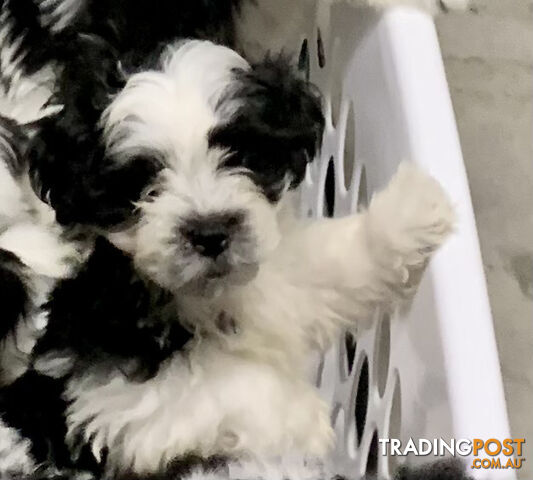 fluffy cute muliz shih tzu-