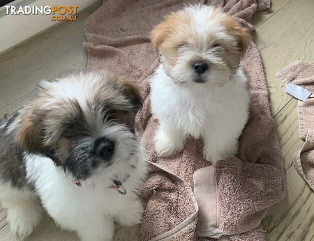 fluffy cute muliz shih tzu