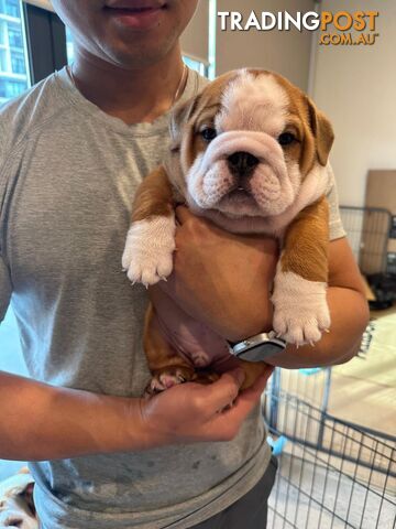 Beautifully handsome Britsh Bulldog puppy boy available inner Melbourne Victoria