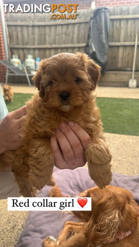 Ruby red cavoodle puppies