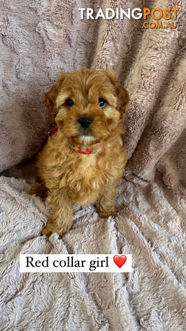 Ruby red cavoodle puppies