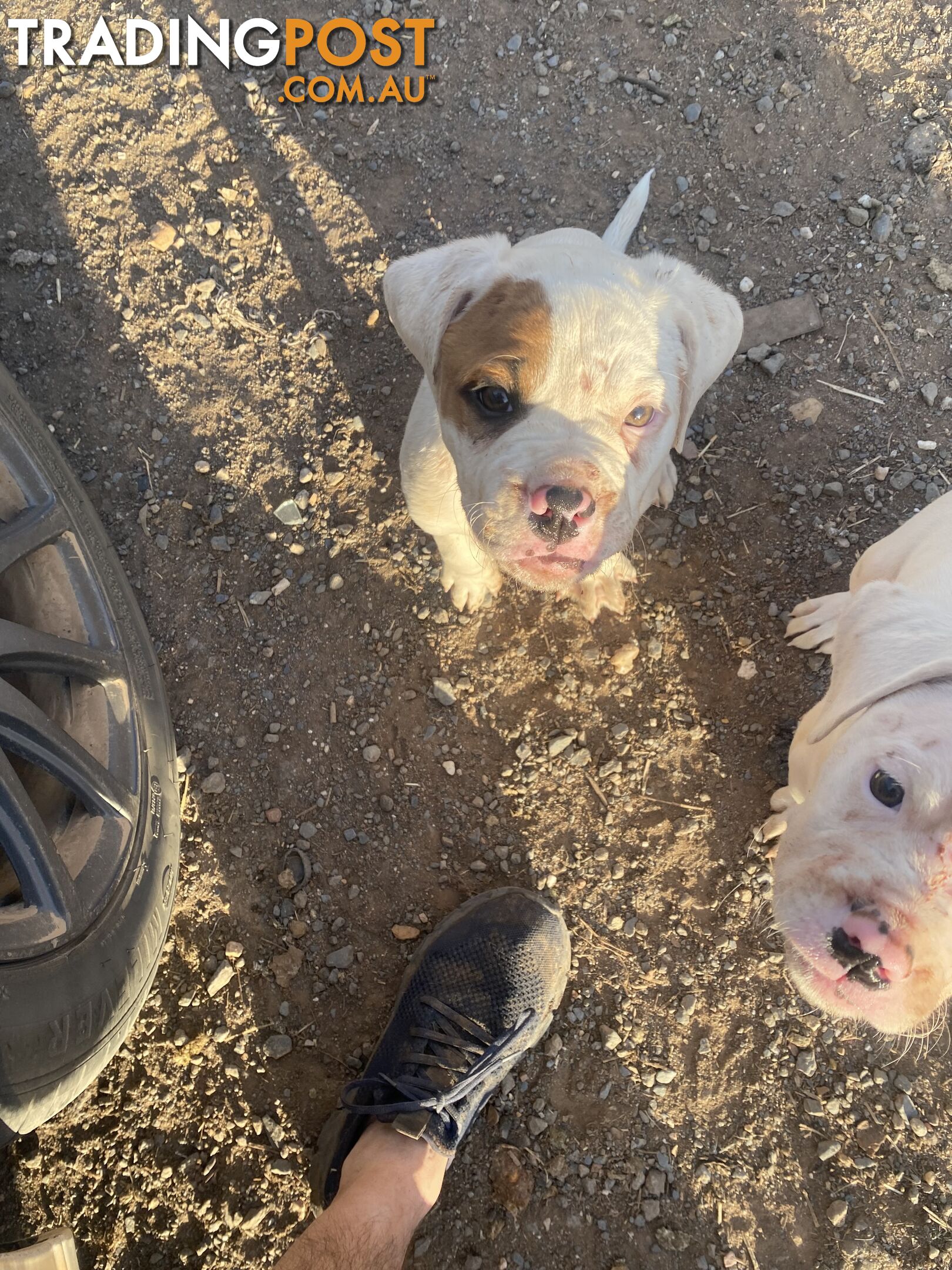 American bulldogs pups