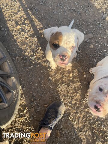 American bulldogs pups