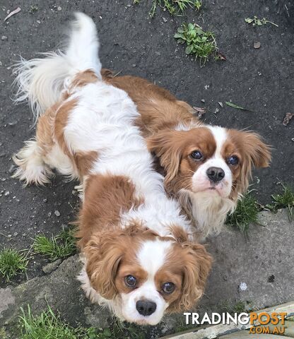 Adorable family cavaliers need new home