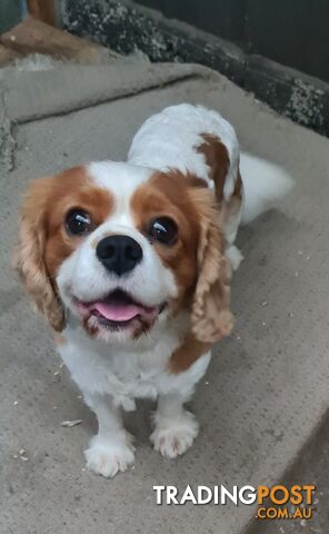 Adorable family cavalier needs new home