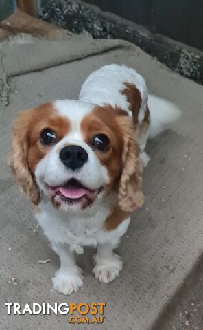 Adorable family cavalier needs new home