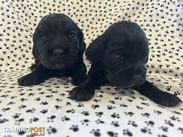 Pure/Pedigree English Cocker Spaniel Puppies from Registered Breeder