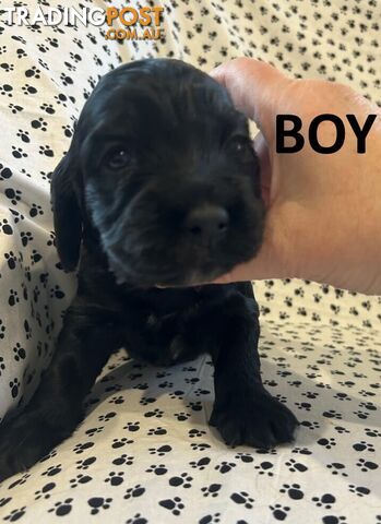 Pure/Pedigree English Cocker Spaniel Puppies from Registered Breeder