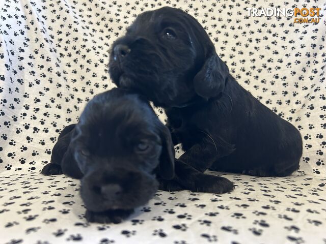 Pure/Pedigree English Cocker Spaniel Puppies from Registered Breeder