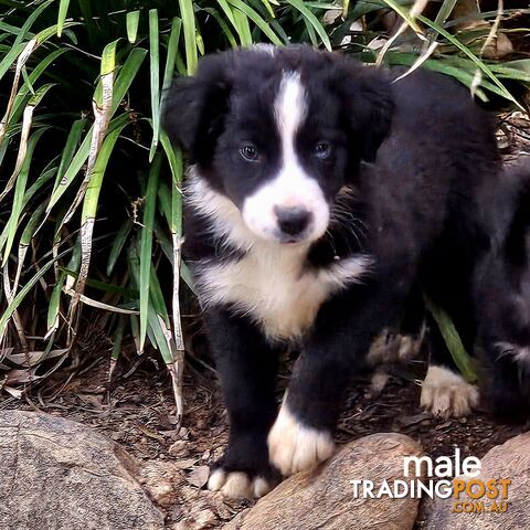 Border collie working dog pups