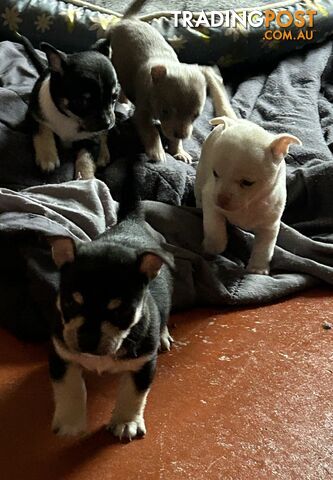 Chihuahua x Jack Russel puppies