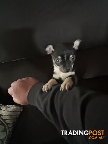 Chihuahua x Jack Russel puppies