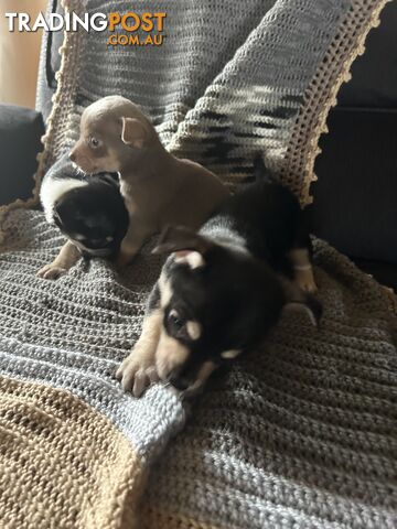 Chihuahua x Jack Russel puppies