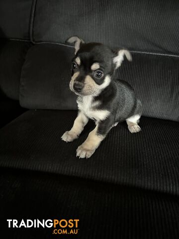 Chihuahua x Jack Russel puppies