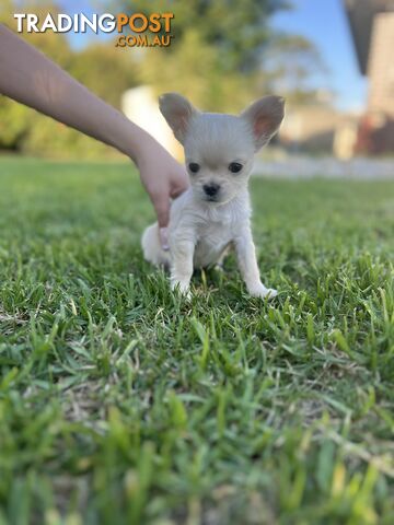 Purebred long coat Chihuahua puppies