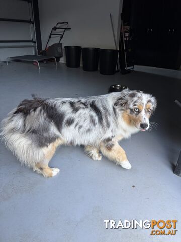 Australian Shepherd - photo 3 of 3