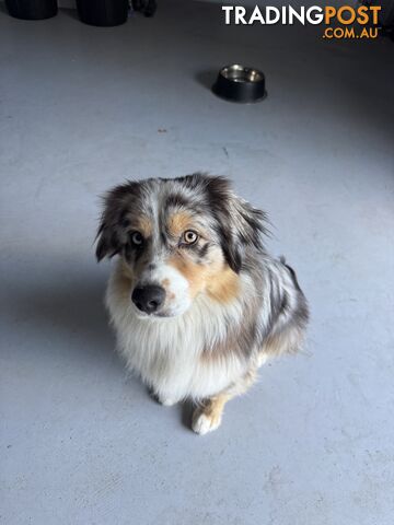 Australian Shepherd - photo 2 of 3