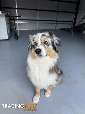 Australian Shepherd