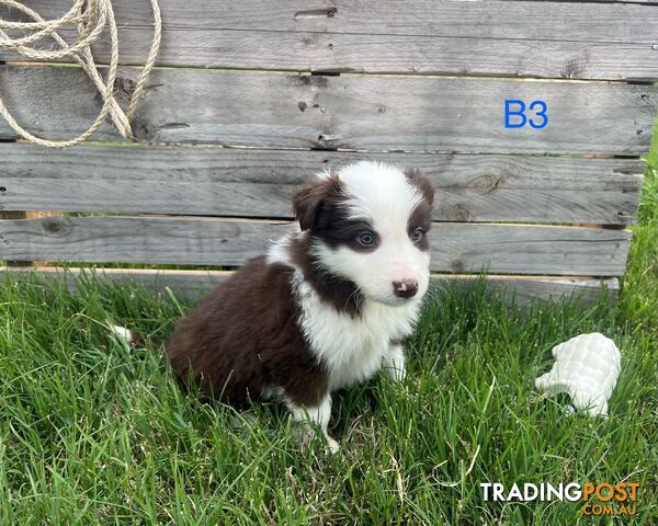 Long Haired Border Collie Puppies