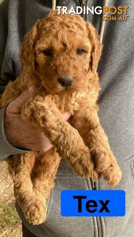Male Red Groodle available Thursday 18th July