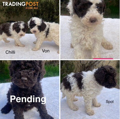 Unique Parti Mini Labradoodles