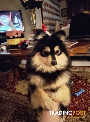 Adorable Pomeranian