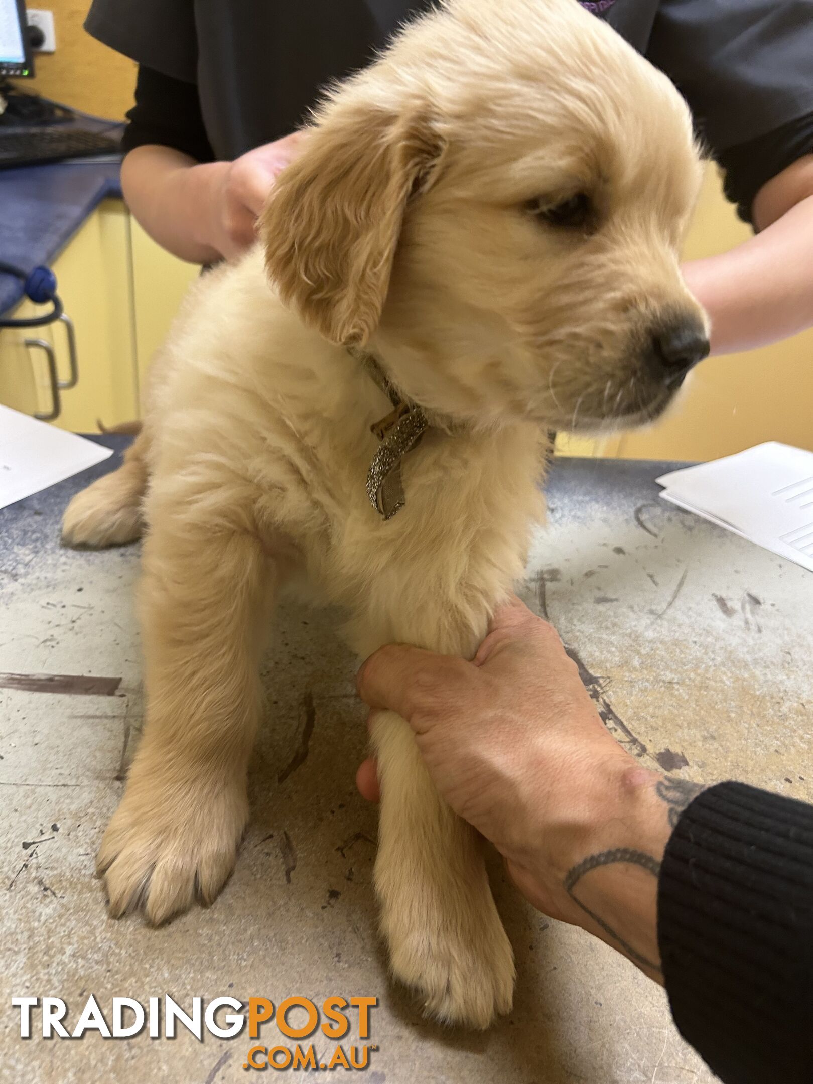 Pure breed Golden retriever