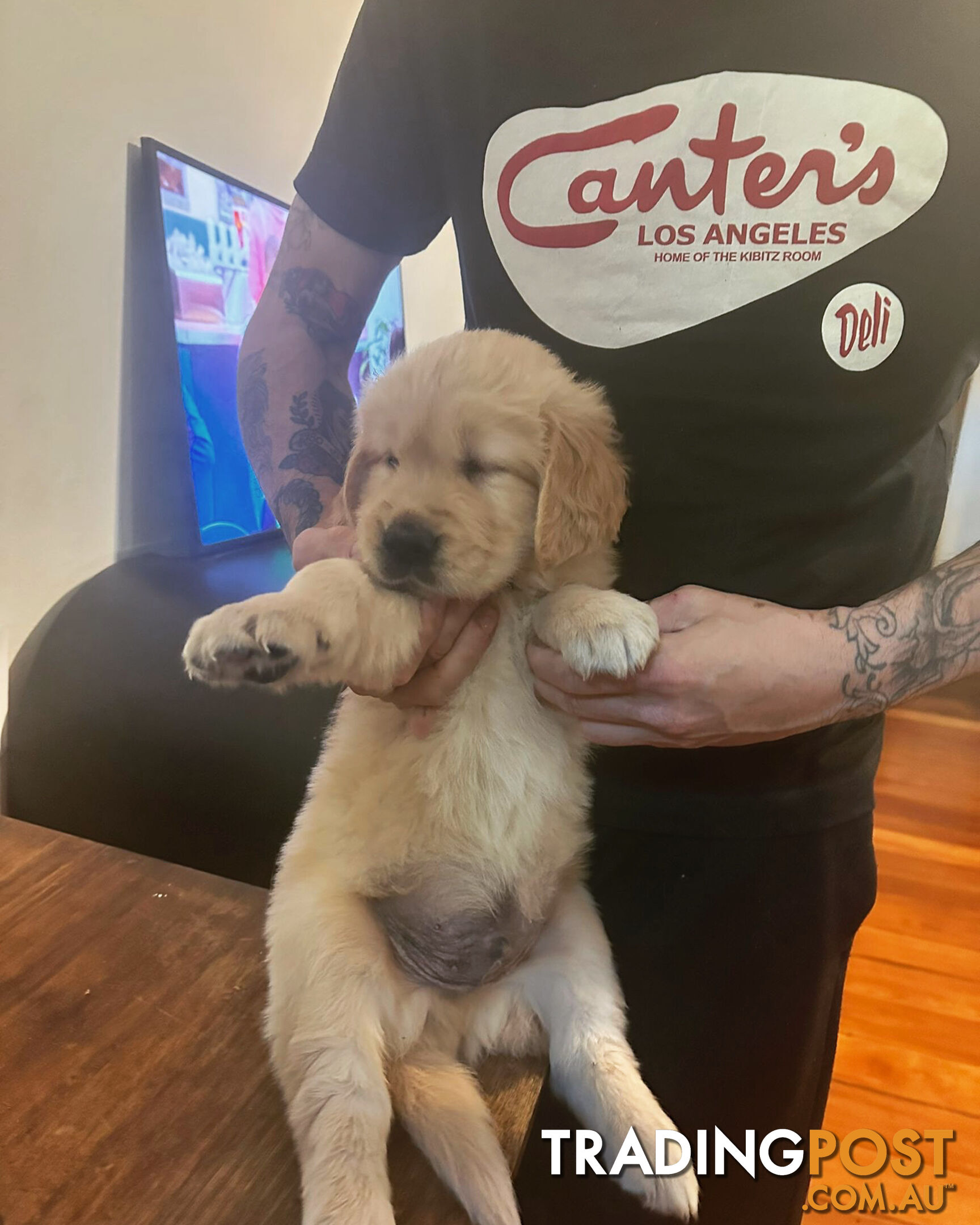 Pure breed Golden retriever