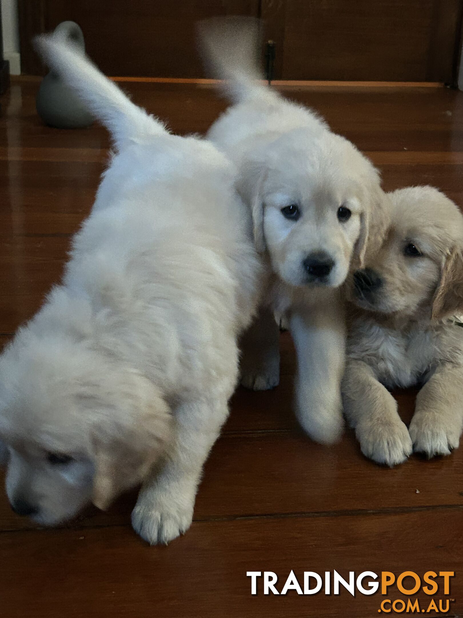 Pure breed Golden retriever