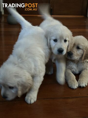 Pure breed Golden retriever