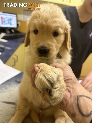 Pure breed Golden retriever