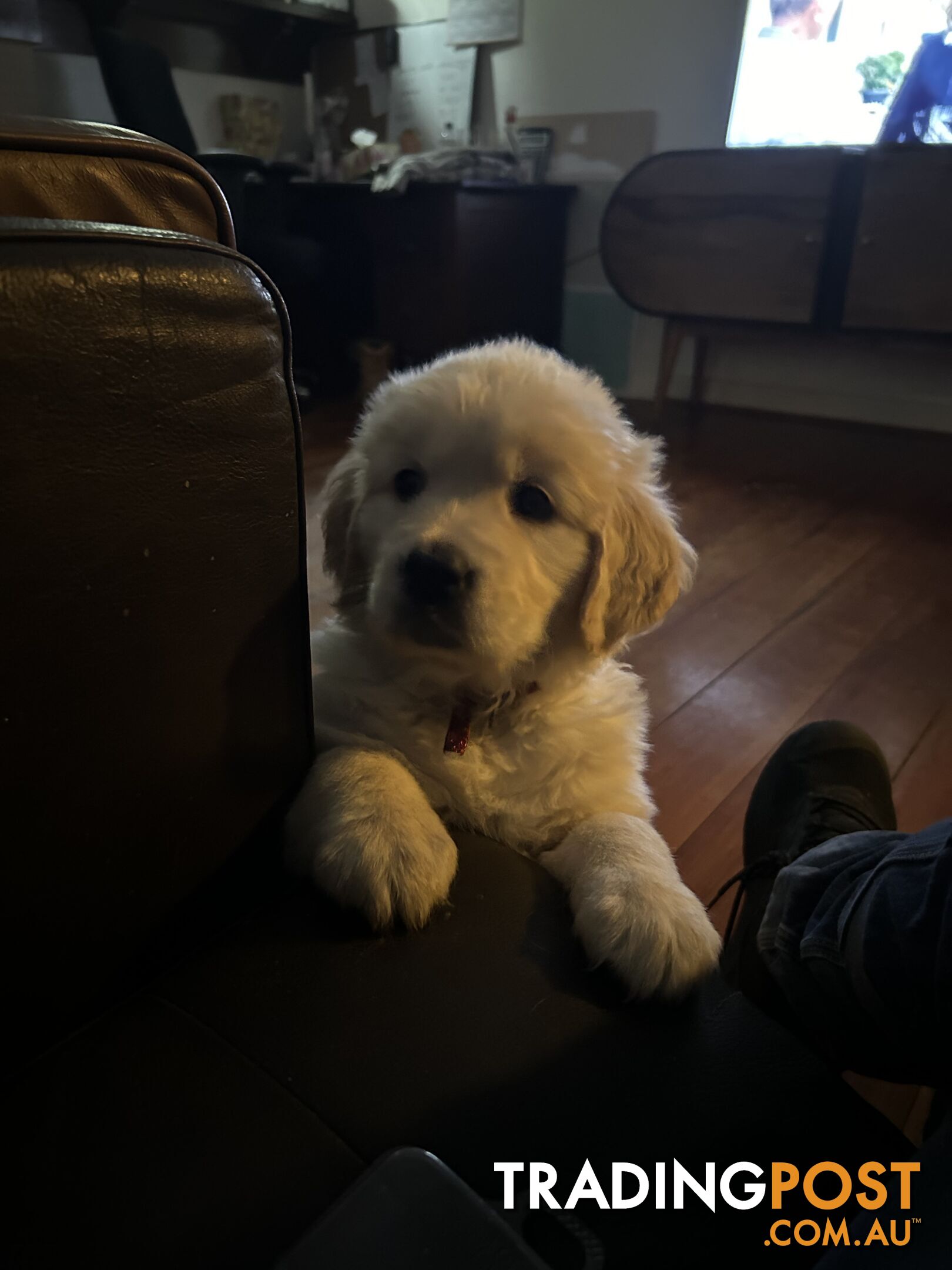 Pure breed Golden retriever