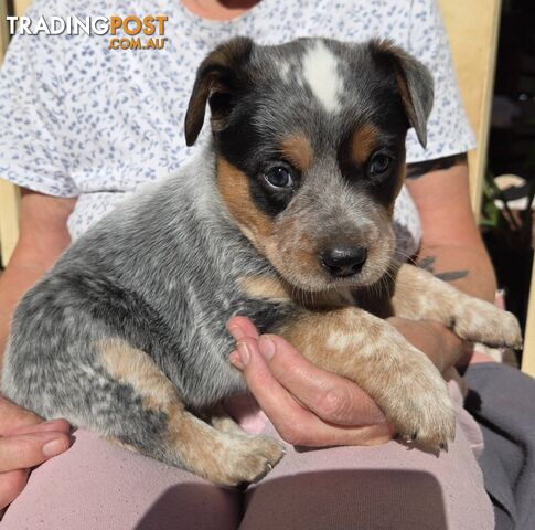 Cattle dog pups