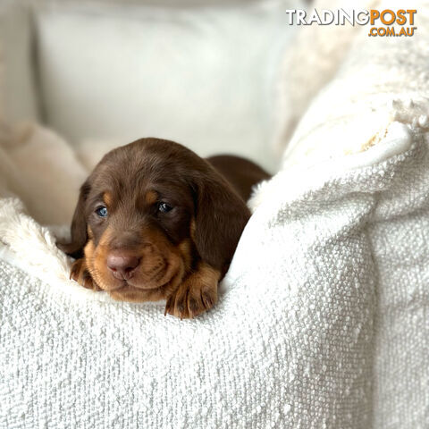 Chocolate and Tan Miniature Dachshund puppy